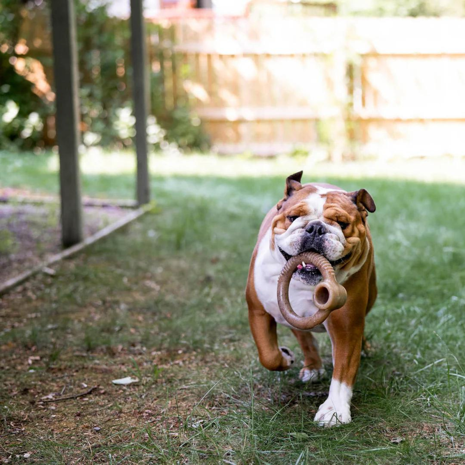 Benebone Bacon Flavored Ring Dog Chew Toy