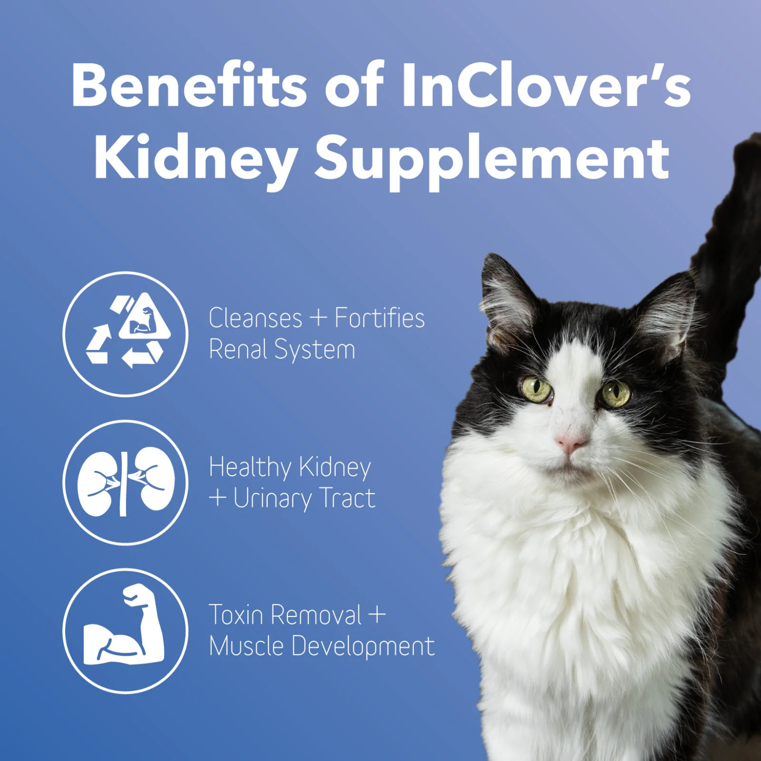 InClover Kidney Supplement for Dogs + Cats (BioRen) 3.5 oz