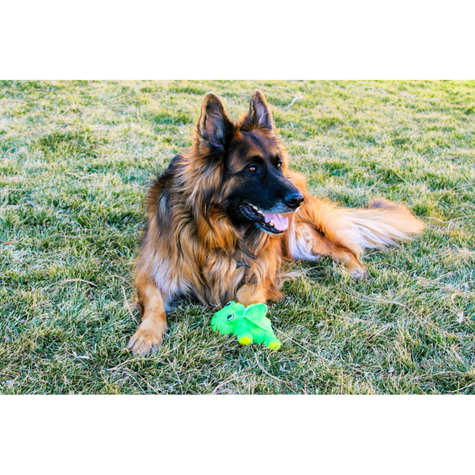 Funky Flingerz on Stick Frog Dog Toy