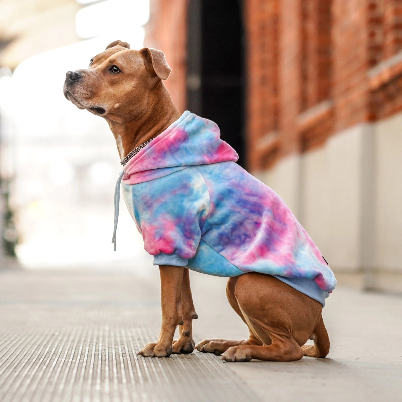 Spark Paws Velvet Dog Hoodie Snow Cone