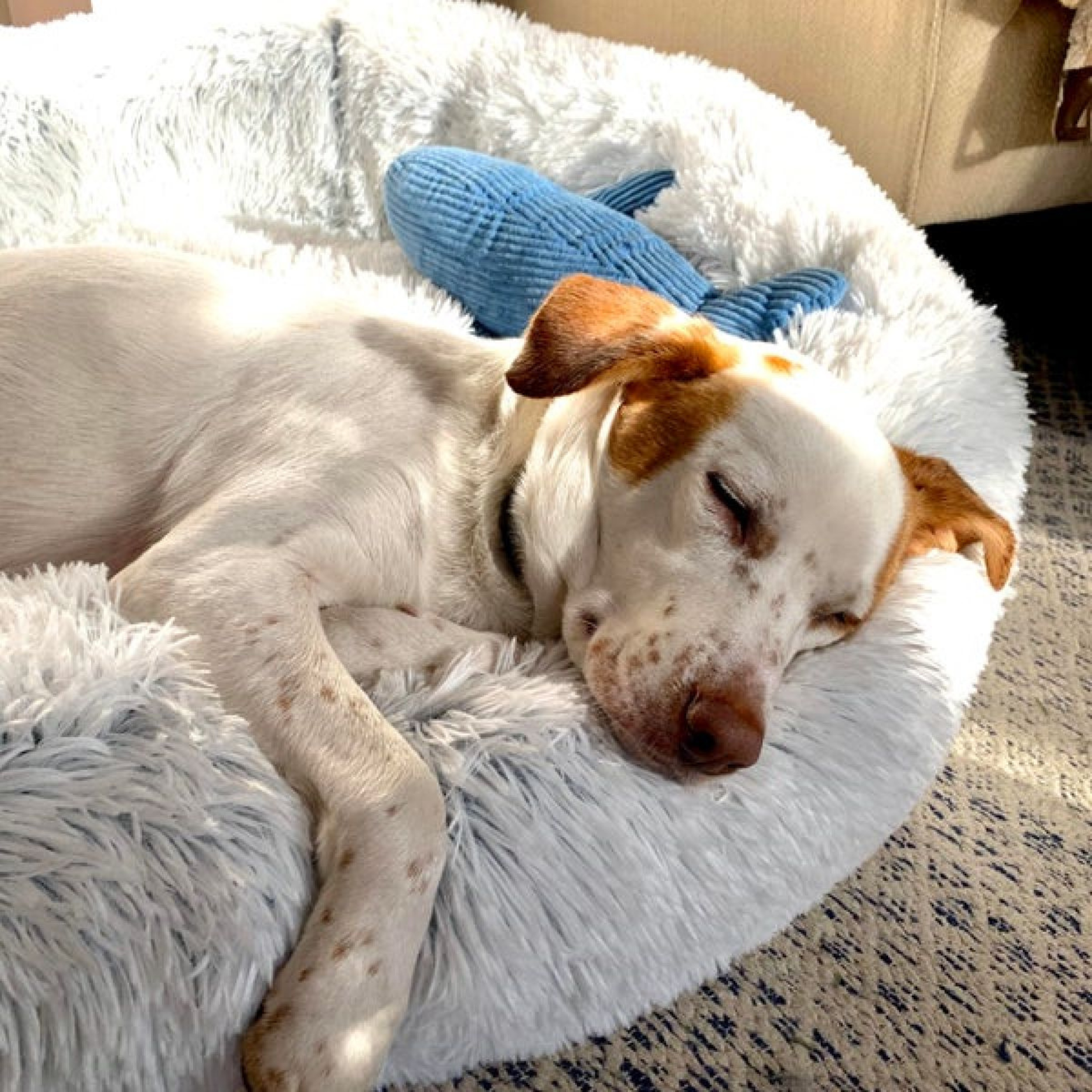 Tall Tails Cuddle Donut Pet Bed Frosted