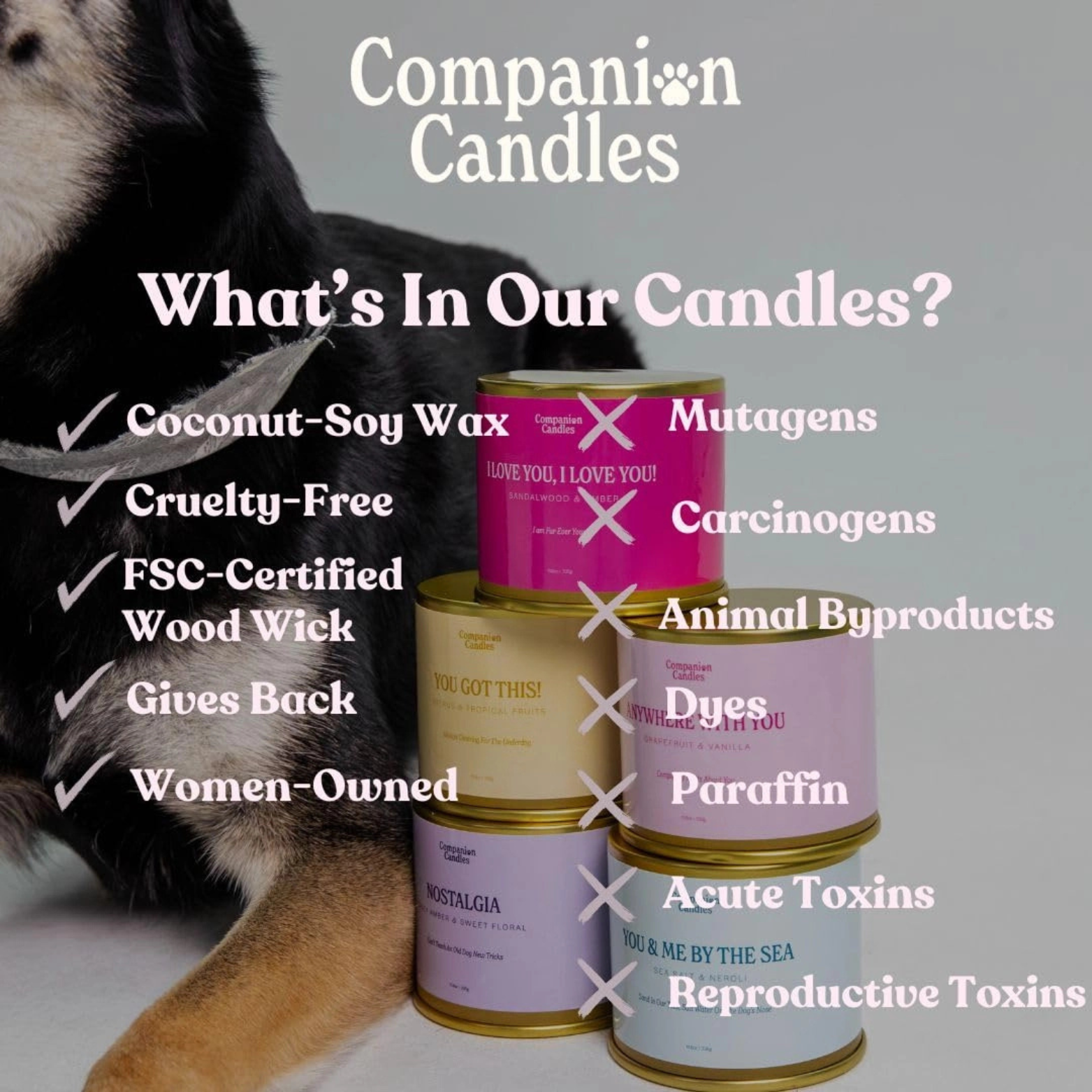 Companion Candles Pet-Safe Soy Candle Citrus Coconut