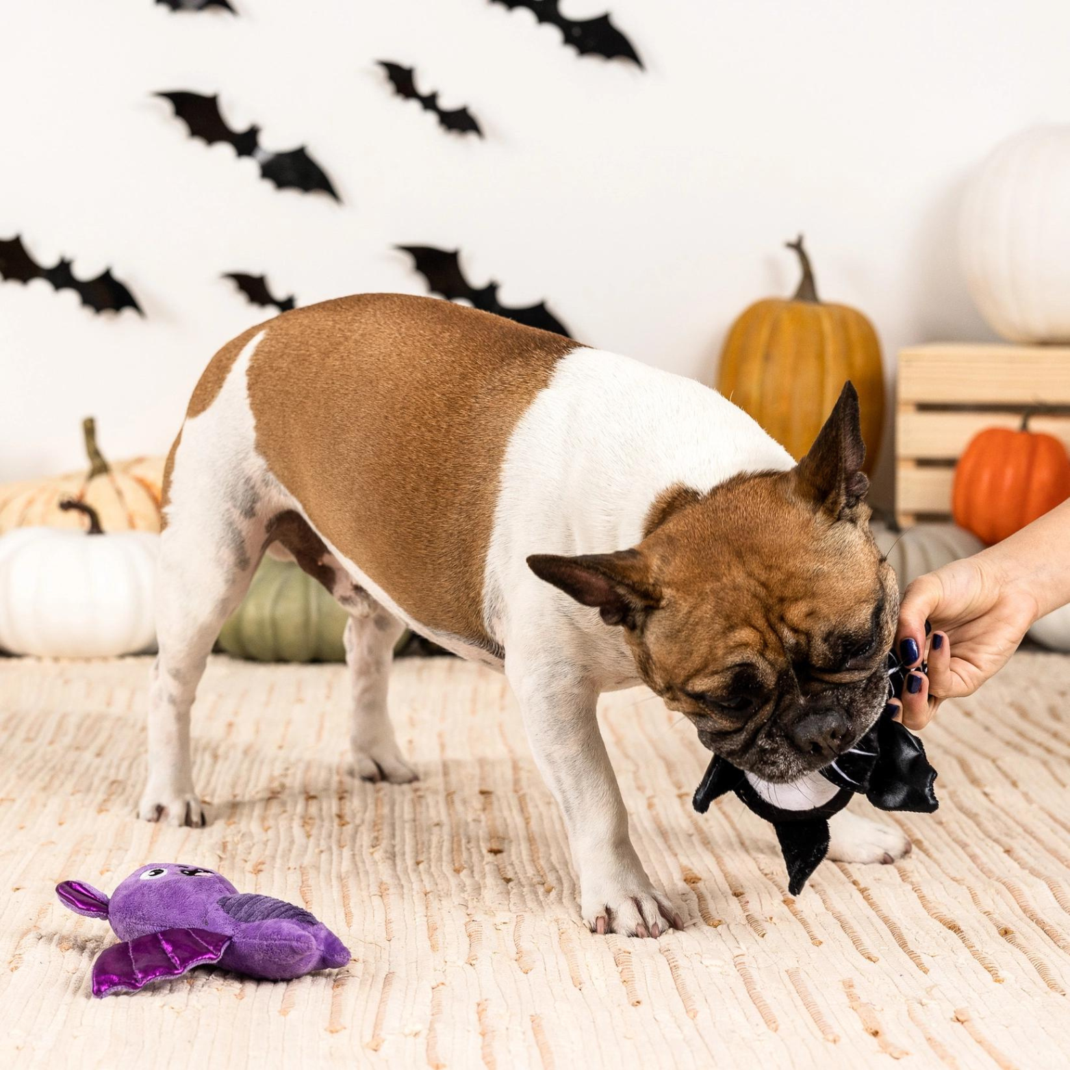 Pet Shop by Fringe Studio Bat to the Bone Plush Dog Toy