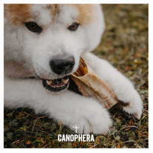 Canophera Sheep Horn (Whole) Dog Chew