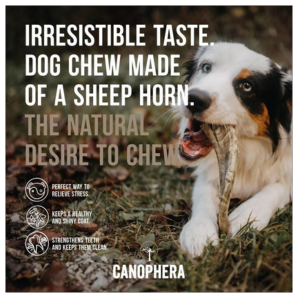 Canophera Sheep Horn (Whole) Dog Chew