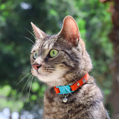 Kittyrama Vet & Cat Expert Approved Cat Collar Saffron