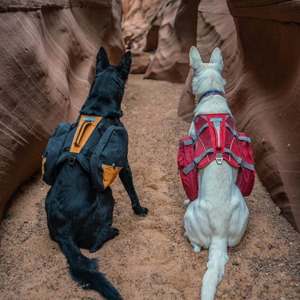 Kurgo Baxter Backpack Black & Orange - Mutts & Co.