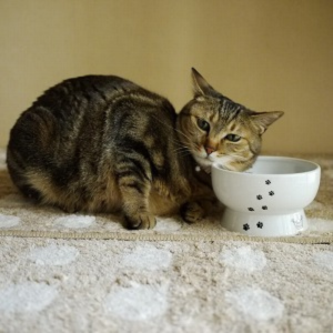 Necoichi Raised Cat Water Bowl - Mutts & Co.