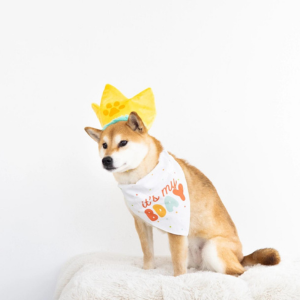 Pearhead Happy Barkday Medium / Large Bandana & Hat Set - Mutts & Co.