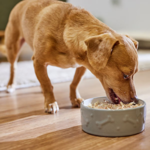 Stella & Chewy's Lil Bites Savory Stew Chicken & Salmon Dog Food 2.8 oz - Mutts & Co.