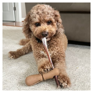 Tall Tails Bully Stick Holder For Dogs