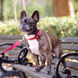 Up Country Love Dog Collar