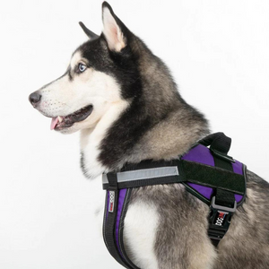 Dogline Unimax Multi-Purpose Dog Harness Blue - Mutts & Co.