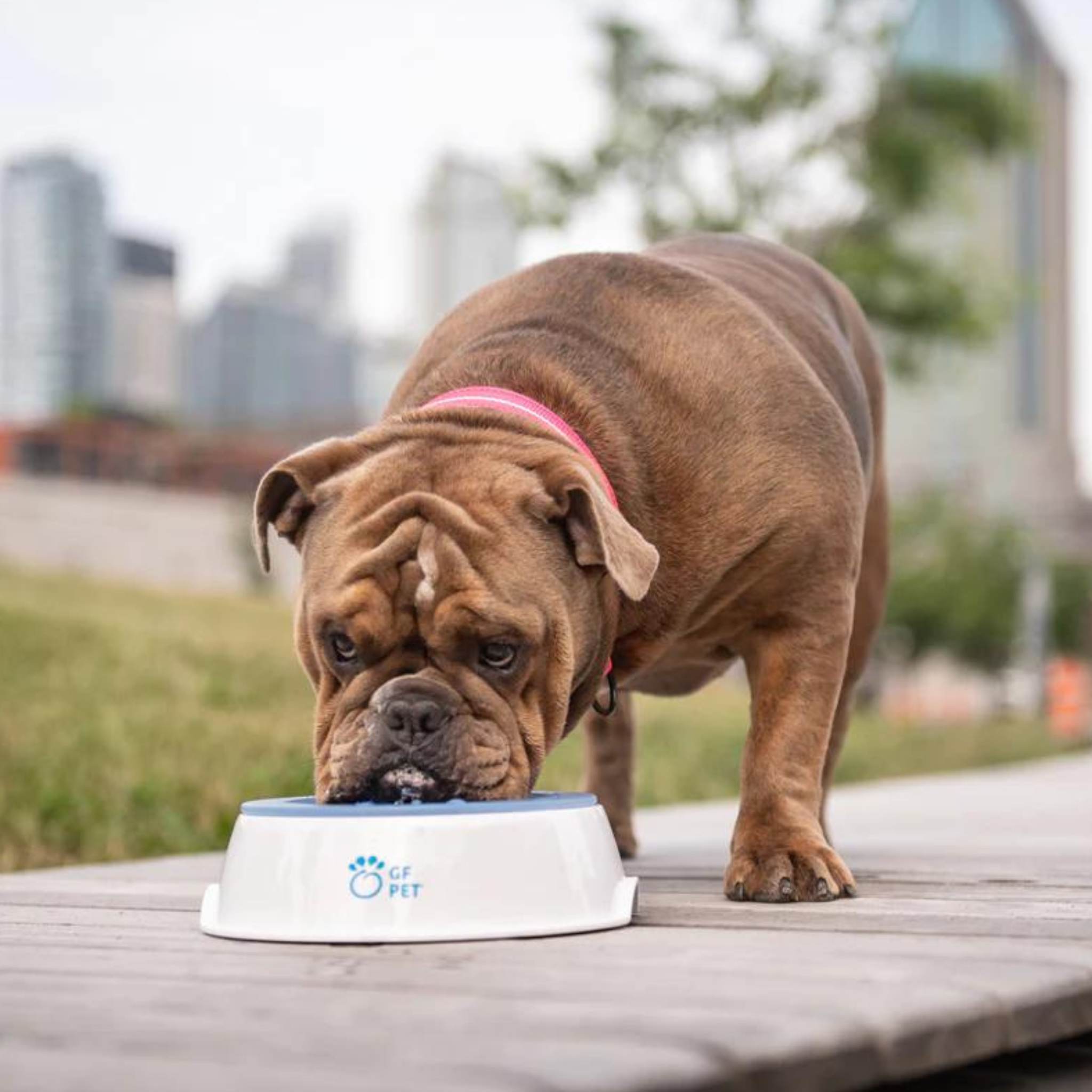 GF Pet Ice Bowl - Pet Cooling Water Bowl White/Blue - Mutts & Co.