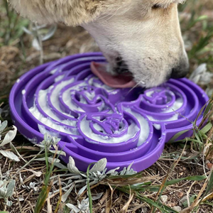 Sodapup Water Frog Enrichment Tray for Dogs - Mutts & Co.