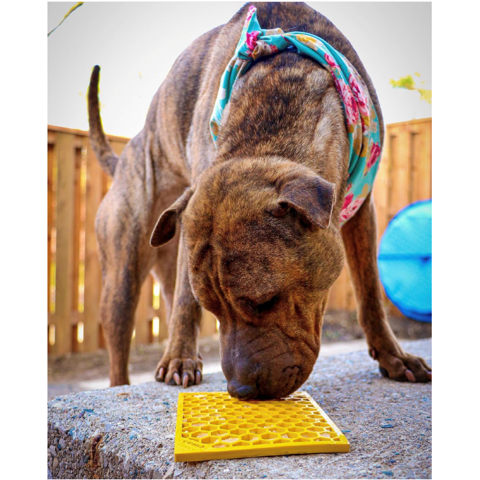 SodaPup Enriching Lick Mat Honeycomb Yellow - Mutts & Co.