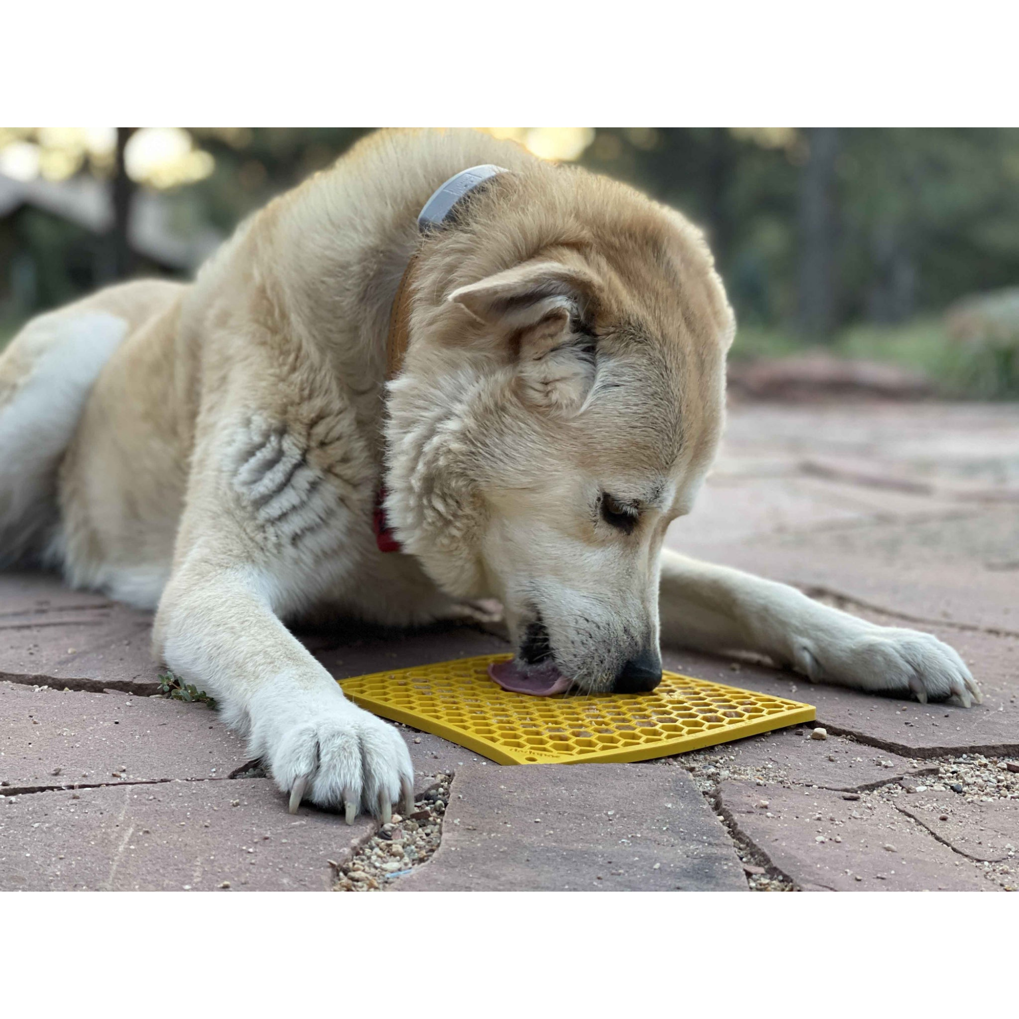 SodaPup Enriching Lick Mat Honeycomb Yellow - Mutts & Co.