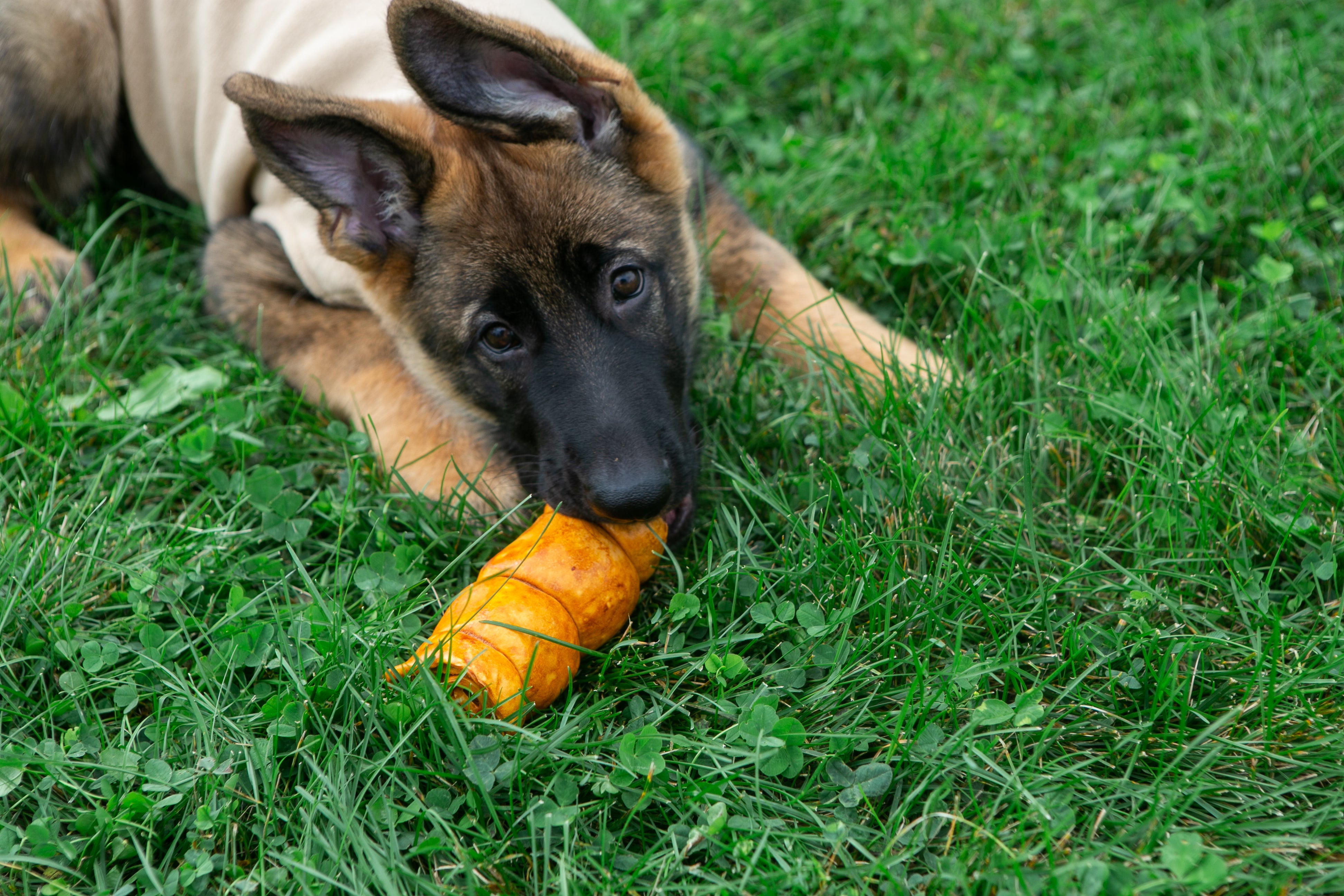 Boneanza Treat Co. Beef Cheek Roll Peanut Butter Dog Treats - Mutts & Co.