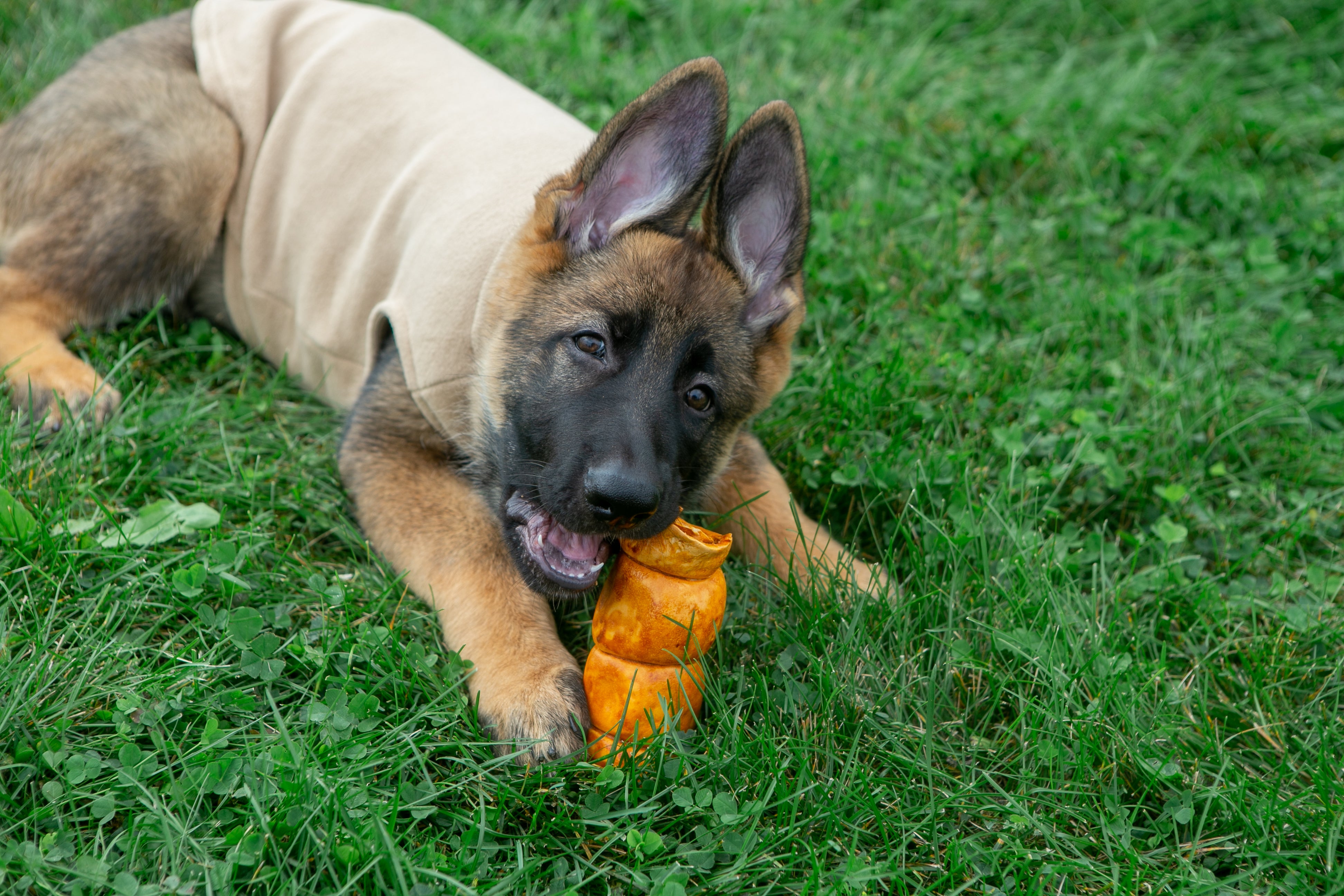 Boneanza Treat Co. Beef Cheek Roll Peanut Butter Dog Treats - Mutts & Co.