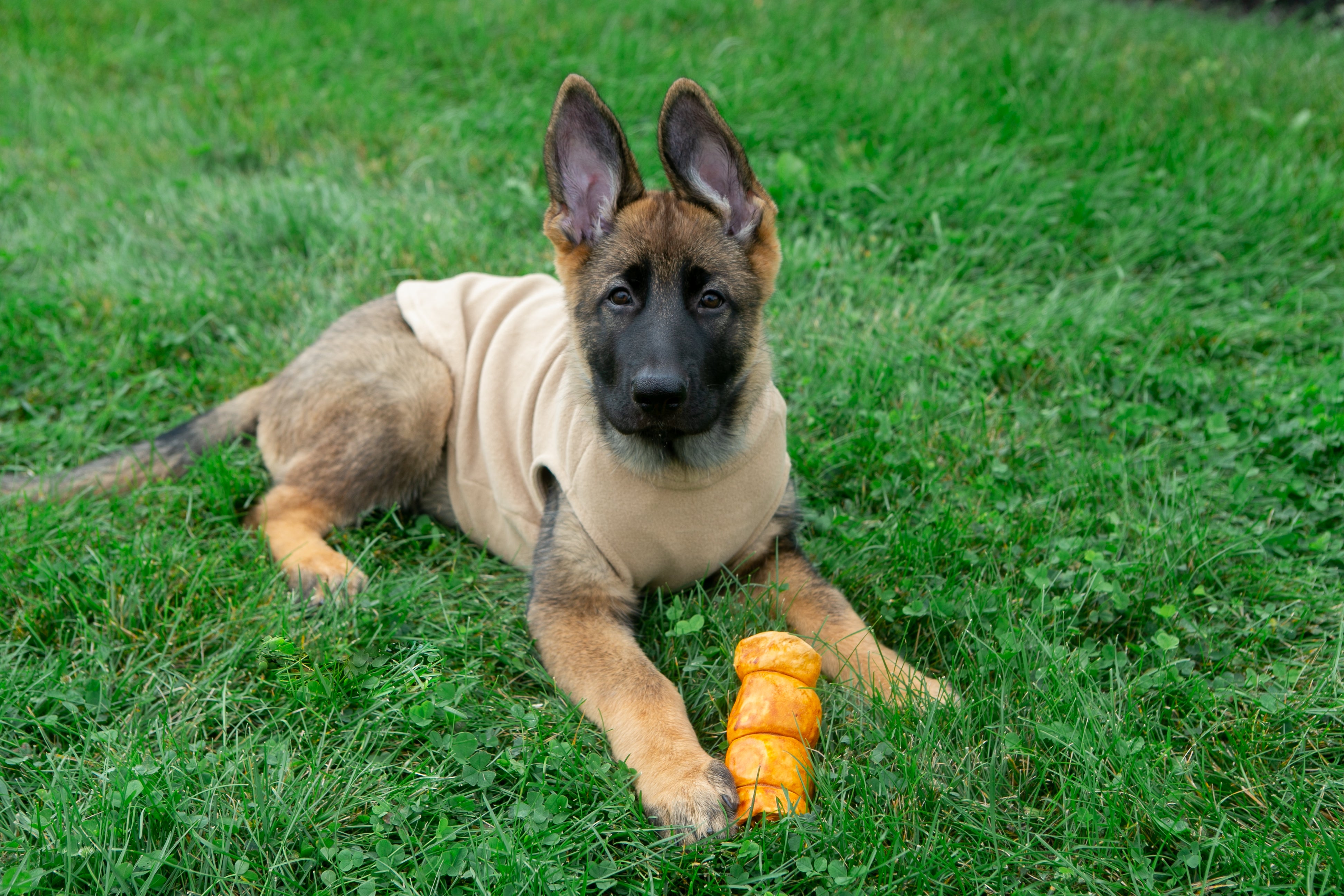 Boneanza Treat Co. Beef Cheek Roll Peanut Butter Dog Treats - Mutts & Co.