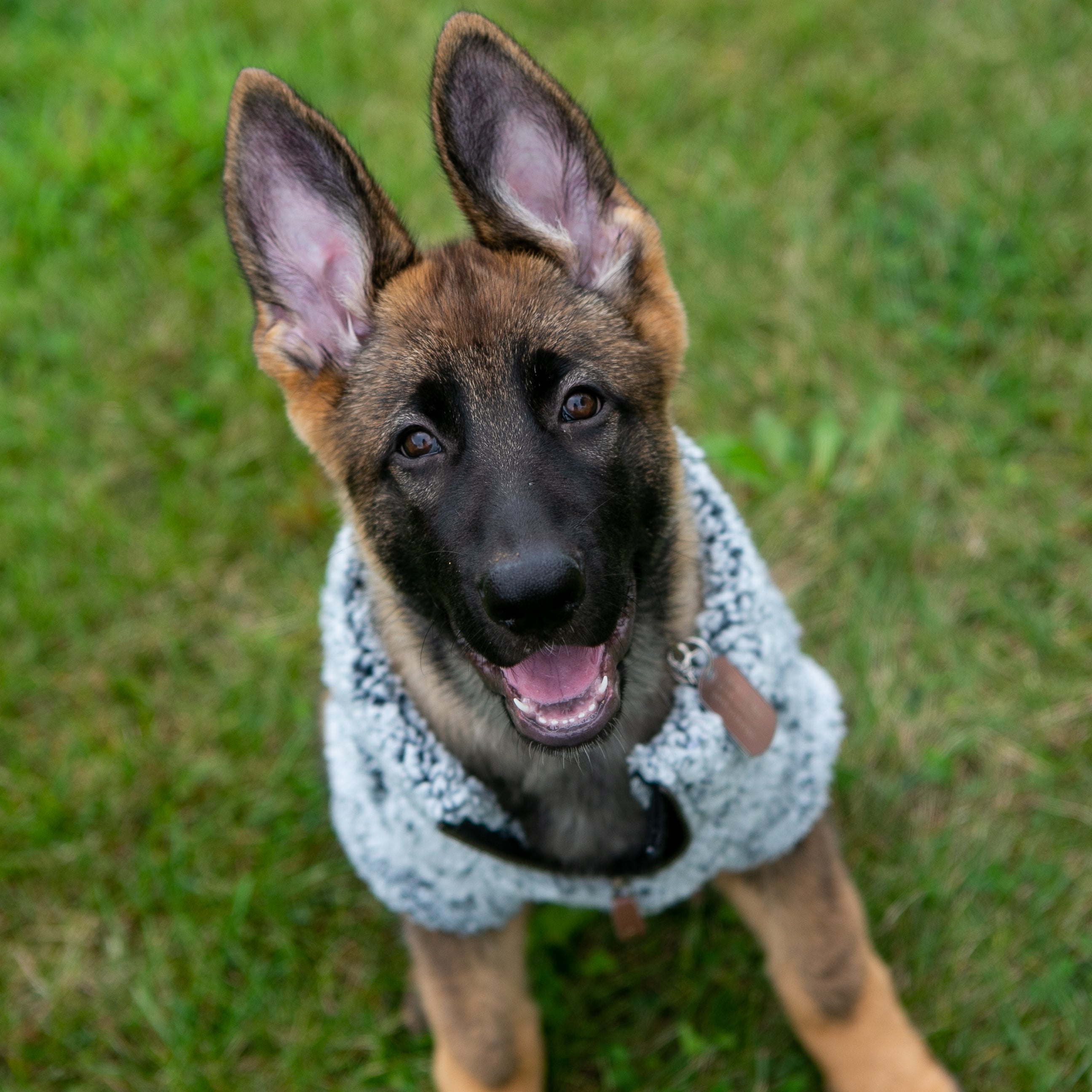 The License House OSU Wubby Fleece Quarter Zip - Mutts & Co.