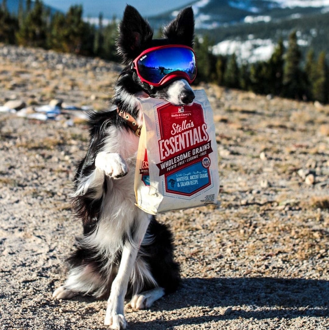 Stella & Chewy's Essentials Wild Caught Whitefish w/Salmon & Ancient Grains Recipe Dog Food - Mutts & Co.